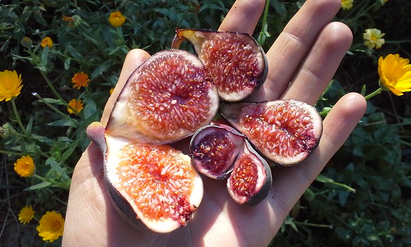 'Negronne' fig