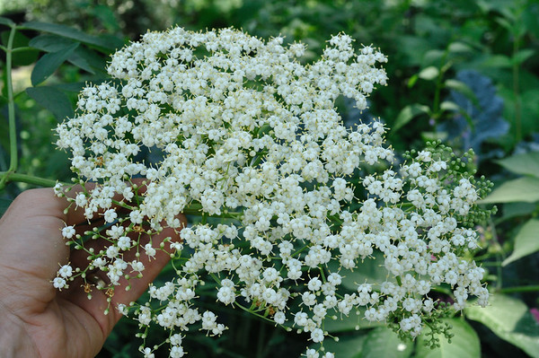 'Nova' American elderberry