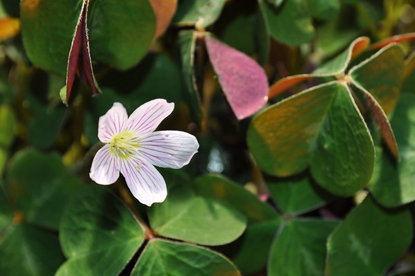 Oregon wood-sorrel