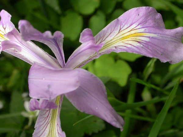 Oregon iris