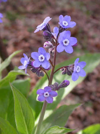 Pacific hound's tongue