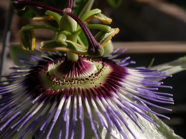 passionflower