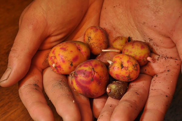 'Pica de Pulga' ulluco