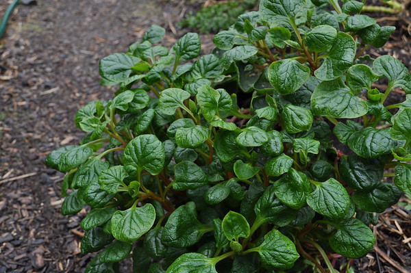 'Pica de Pulga' ulluco