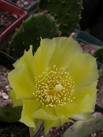 prickly-pear cactus