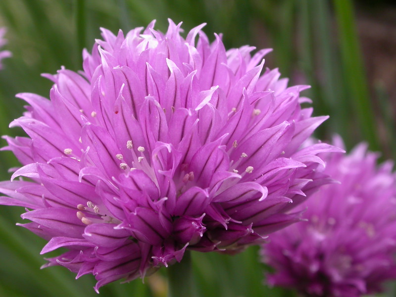 'Purly' chives