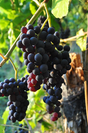 purple seedless grape