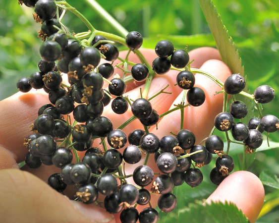 'Ranch' American elderberry