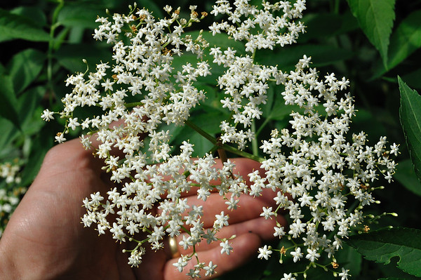 'Ranch' American elderberry