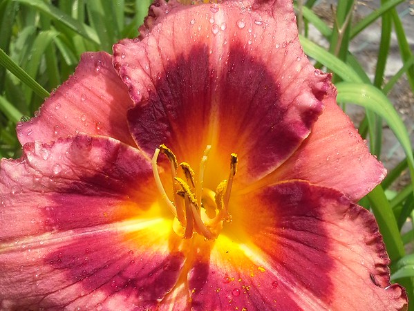 'Raspberry Red' daylily