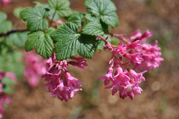 red-flowering currant