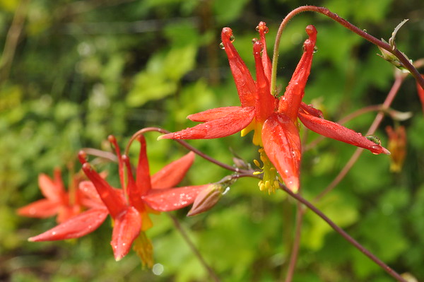 red columbine