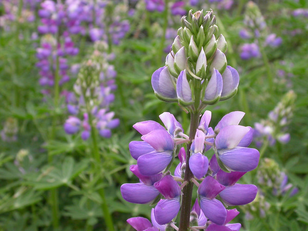 riverbank lupine