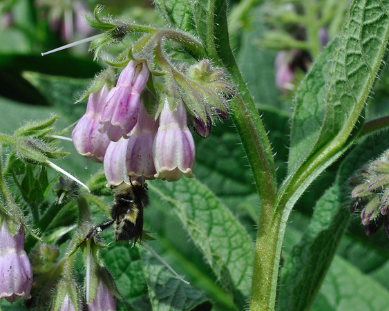Russian comfrey