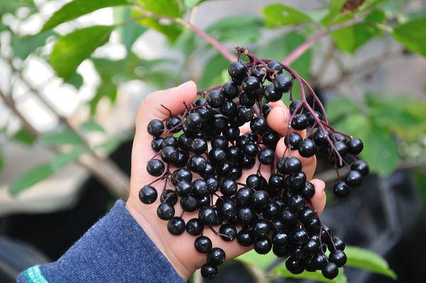 'Samdal' black European elderberry