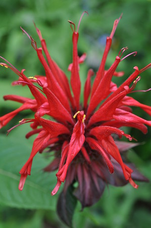 scarlet beebalm