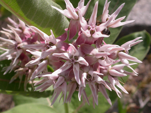showy milkweed