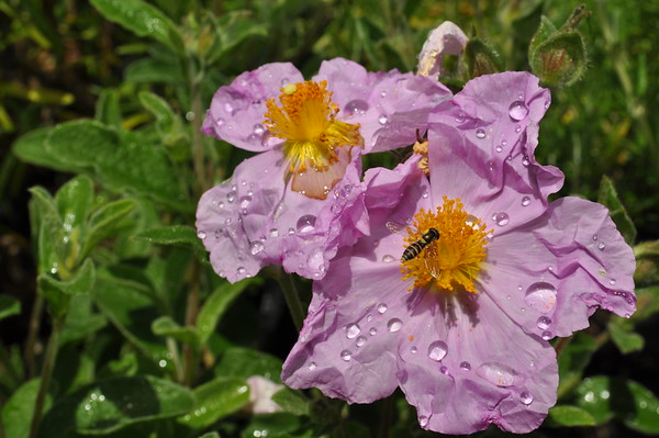 small-leaved rock rose