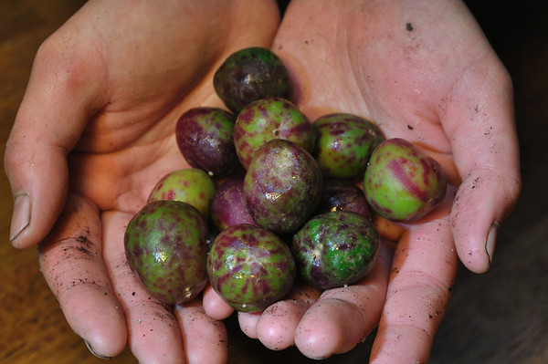 'Spotted White' ulluco