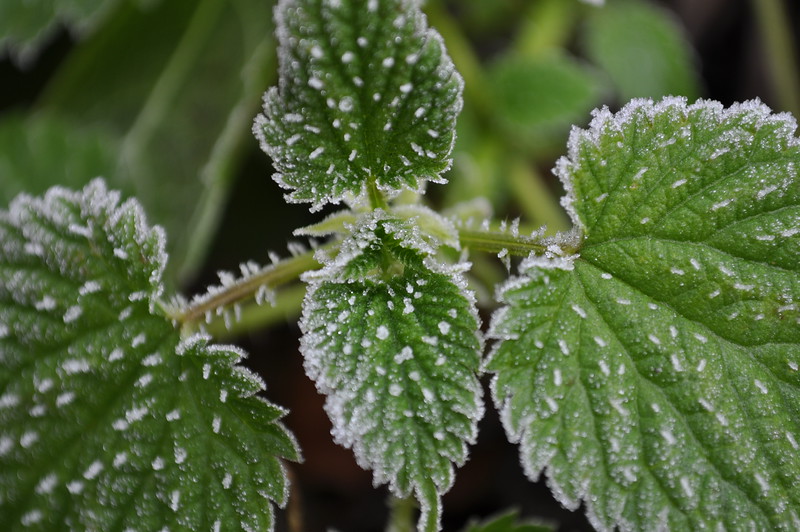 stinging nettle