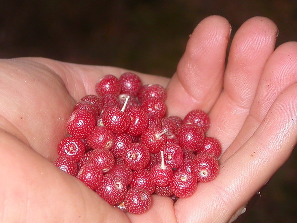 Sweet Scarlet goumi berry
