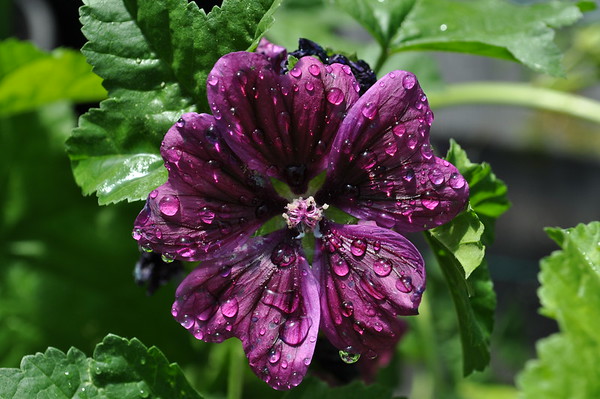 tall purple mallow