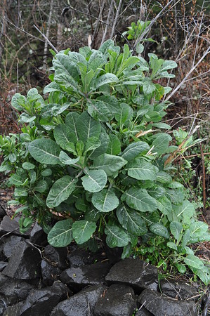 tree collards