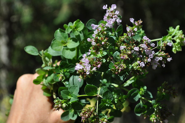 Turkestan oregano