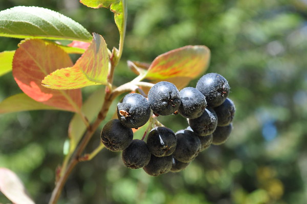 'Viking' aronia
