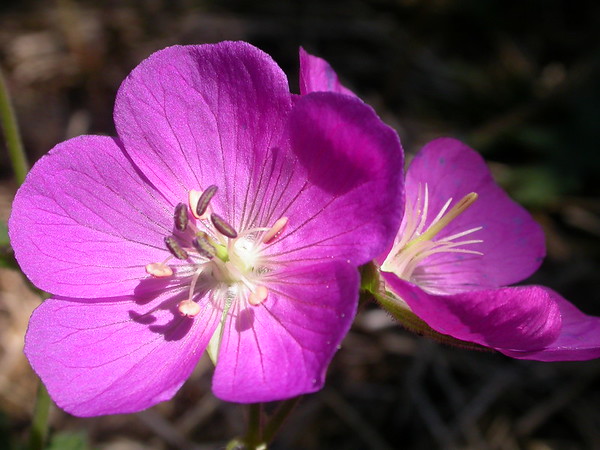 western geranium