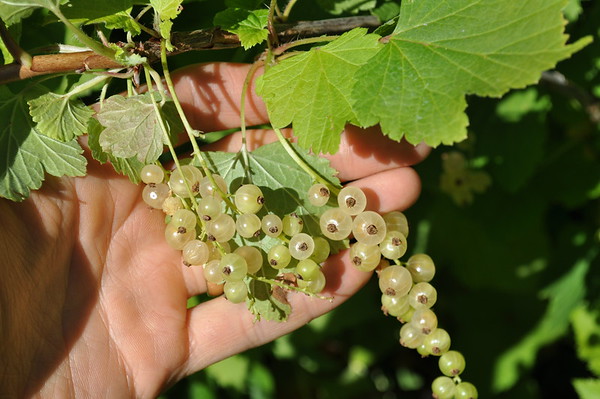 'White Imperial' currant