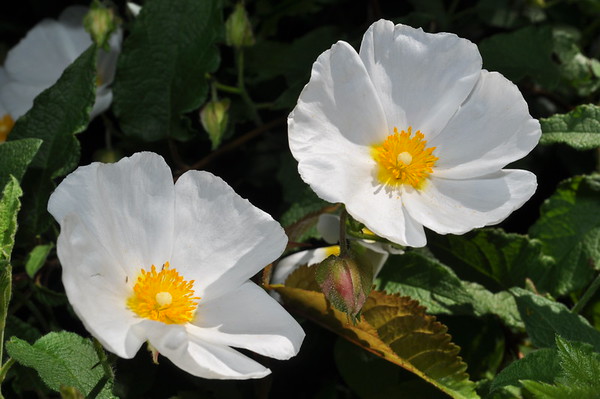 white rock rose