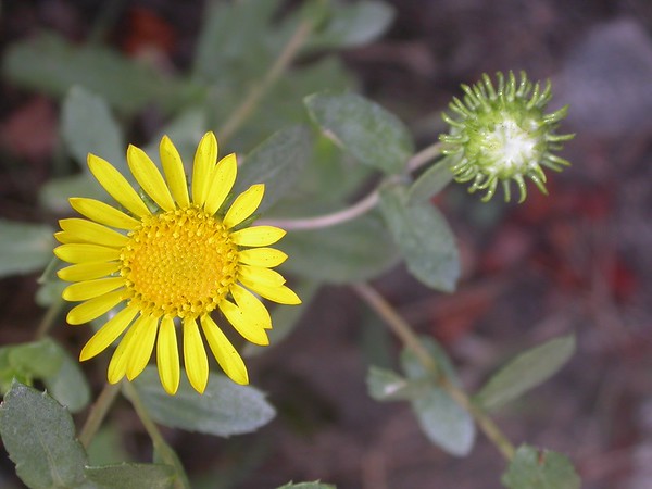 Wilamette valley gumweed