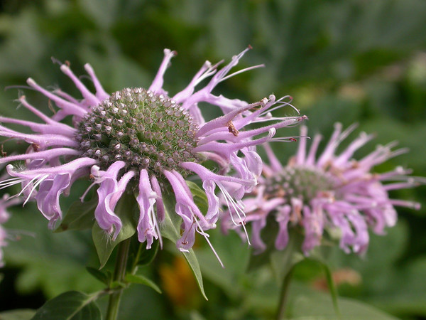 wild beebalm